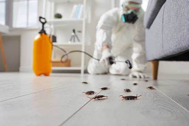 Trusted Rodent Control service in Lordsburg, NM - Nex Pest Control